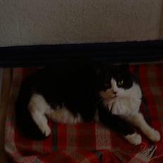 Blanding af racer Buffer