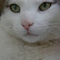 Blanding af racer Chilli