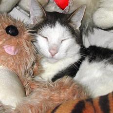 Blanding af racer Chilli