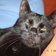 Blanding af racer Balthazar *R.I.P*