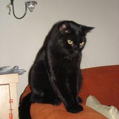 Blanding af racer Balthazar *R.I.P*