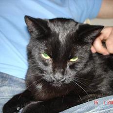 Blanding af racer Balthazar *R.I.P*