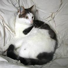 Blanding af racer Chilli