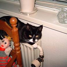 Blanding af racer Gerda *Død*