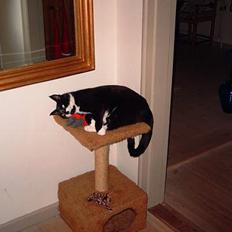 Blanding af racer Gerda *Død*