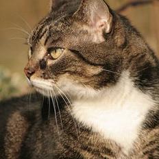 Huskat Safina