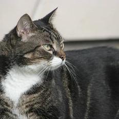 Huskat Safina
