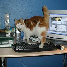 Blanding af racer Pjevs