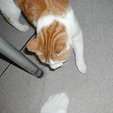 Blanding af racer Pjevs