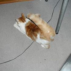 Blanding af racer Pjevs