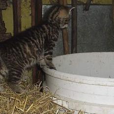 Blanding af racer Pjevs