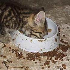 Blanding af racer Pjevs