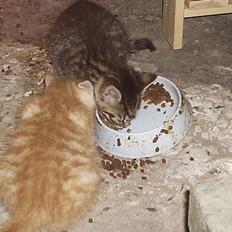 Blanding af racer Pjevs