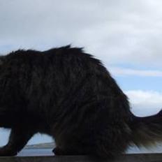 Blanding af racer Felix