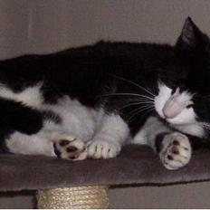 Blanding af racer Sylle