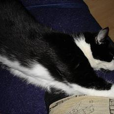 Blanding af racer Sylle