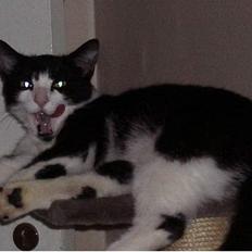 Blanding af racer Sylle