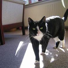 Blanding af racer Hermann