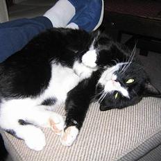 Blanding af racer Hermann