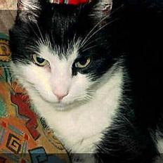 Blanding af racer Pjusser †