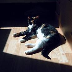 Blanding af racer Lillian †