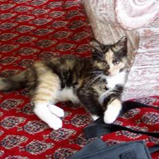 Blanding af racer Lille Mis