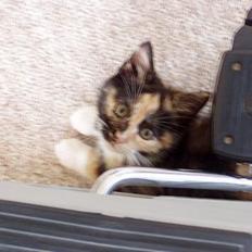 Blanding af racer Lille Mis