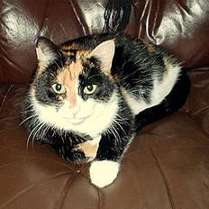 Blanding af racer Lillian †