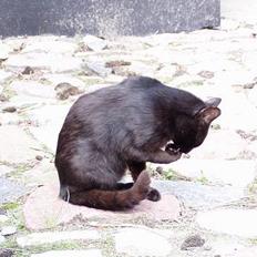 Blanding af racer Mads Mikkelsen (Død?)