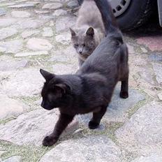 Blanding af racer Mads Mikkelsen (Død?)