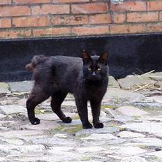 Blanding af racer Mads Mikkelsen (Død?)