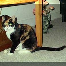 Blanding af racer Lillian †