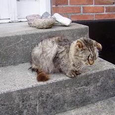 Norsk Skovkat Misty (aflivet d. 1/9-04)