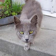 Blanding af racer Jesus