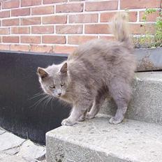 Blanding af racer Jesus