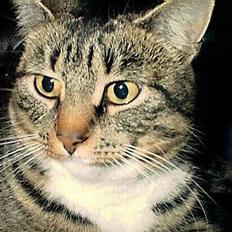 Blanding af racer Misha †