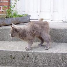 Blanding af racer Jesus