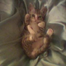 Blanding af racer minni (en tabbi)