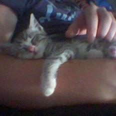 Blanding af racer minni (en tabbi)