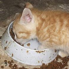 Blanding af racer Marlin