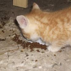 Blanding af racer Marlin