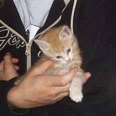 Blanding af racer Marlin