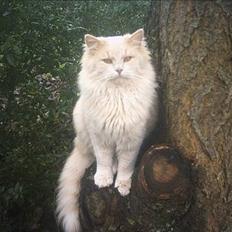 Norsk Skovkat mikkel