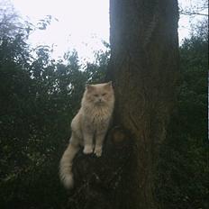 Norsk Skovkat mikkel