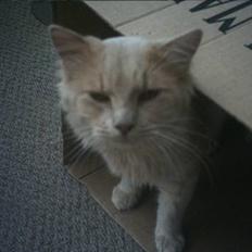 Norsk Skovkat mikkel