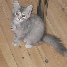Maine Coon Mis Stanley Listetyv