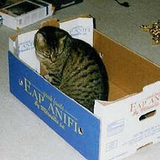 Blanding af racer Mis *DØD*