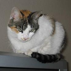 Blanding af racer Freya