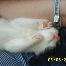 Huskat bobbi (hun kat)