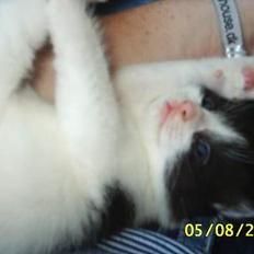 Huskat bobbi (hun kat)